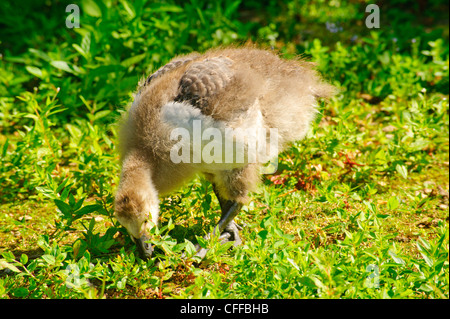 Juvenile Weißwangengans (Branta Leucopsis) auf Unisaari Insel, Helsinki Finnland Stockfoto