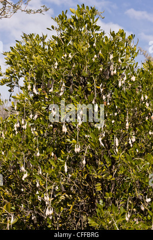 Mescal Bohne oder Texas Mountain Laurel, Sophora Secundiflora, in Frucht; Arizona, USA Stockfoto