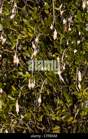 Mescal Bohne oder Texas Mountain Laurel, Sophora Secundiflora, in Frucht; Arizona, USA Stockfoto