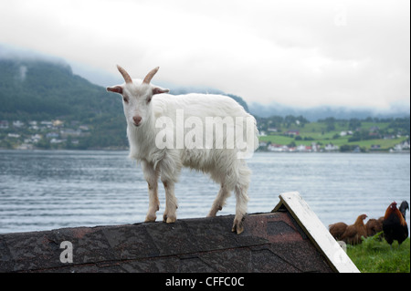 Eine Ziege geht auf dem Dach eine kleine Hütte in Norwegen Stockfoto