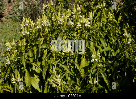 Malabar-Nuss, Justicia Adhatoda in Blüte; aus Indien und Nepal. Stockfoto