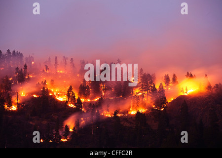 Ein Forrest Feuer brennt die Seite eines Berges in Montana. Stockfoto