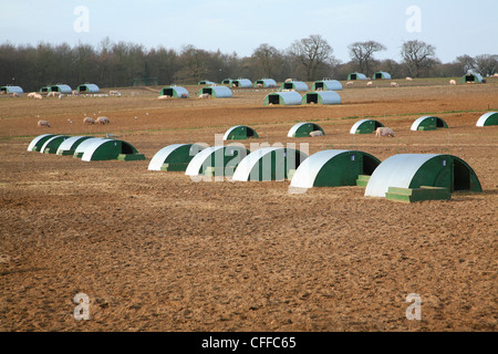 Metall-Schwein Ställen im Bereich Butley, Suffolk, England Stockfoto