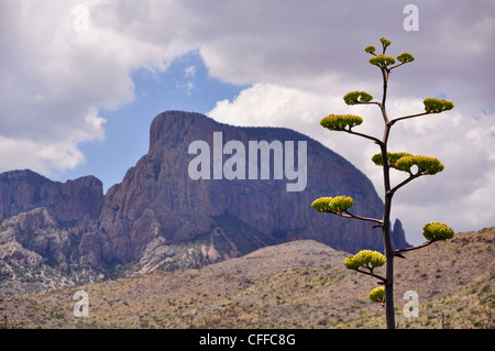 Ein Jahrhundertpflanze schmückt die bergige Landschaft des Big Bend National Park. Stockfoto