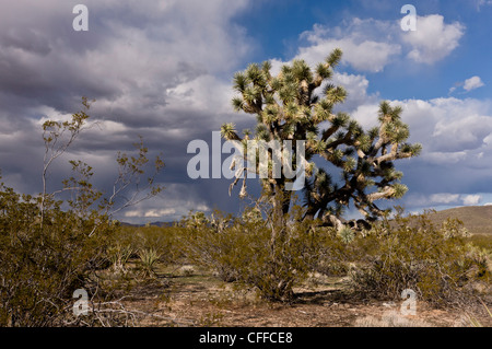 Joshua Bäume, Yucca Brevifolia, mit Kreosot Büsche in der Mojave-Wüste im Nordwesten Arizona; USA Stockfoto