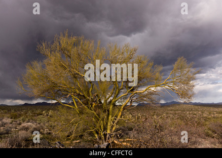 Gelbe Palo Verde oder Foothill Palo Verde, Parkinsonia Microphylla, (= Cercidium Microphyllum) Baum, Mojave-Wüste, Arizona, USA Stockfoto