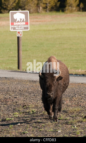 Bison Hinweistafel Beratung nicht zu Ansatz Tierwelt im Yellowstone NP, WY, USA Stockfoto