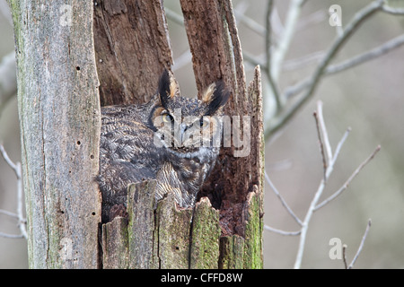 Große gehörnte Eule im Nest sitzen Stockfoto