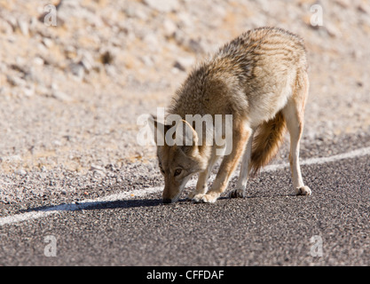 Coyote, US-amerikanischer Schakal oder Präriewolf, Canis Latrans, Fetzen die Fütterung auf Links auf die Straße. Death Valley, Kalifornien, USA Stockfoto