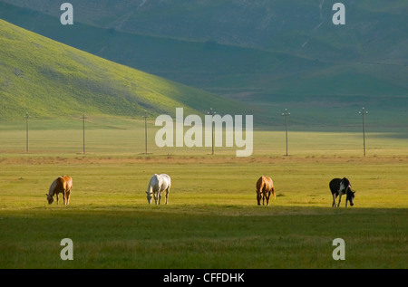 vier Schläuche in eine Rasen-Wiese Stockfoto