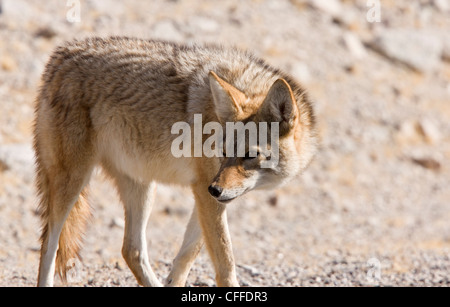 Coyote, US-amerikanischer Schakal oder Präriewolf, Canis Latrans, im trockenen Wüste überleben. Death Valley, Kalifornien, USA Stockfoto