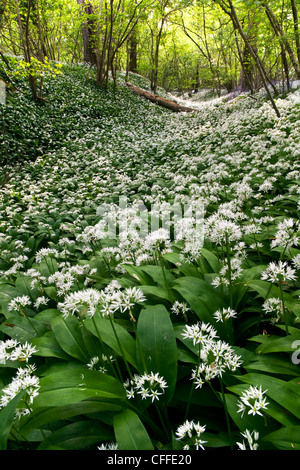 Wilder Knoblauch Blumen ein Waldboden Stockfoto