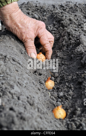 Ältere Frau pflanzt Zwiebel im Gemüsegarten Stockfoto