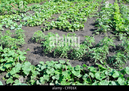 verschiedene Gemüse biologisch angebaut Stockfoto