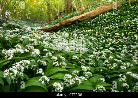 Wilder Knoblauch Blumen ein Waldboden Stockfoto