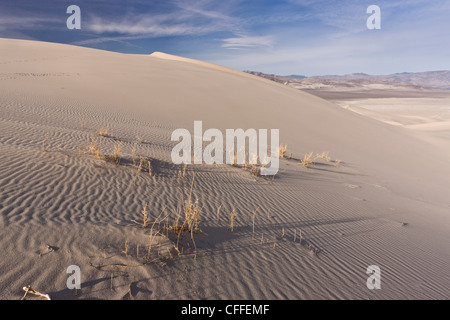 Seltene endemische Rasen, Eureka Dunegrass oder Eureka Valley Dünengras auf Eureka Sanddünen; Death Valley, Kalifornien Stockfoto