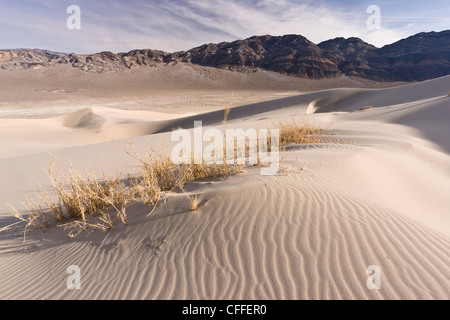 Seltene endemische Rasen, Eureka Dunegrass oder Eureka Valley Dünengras auf Eureka Sanddünen; Death Valley, Kalifornien Stockfoto