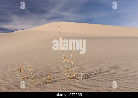 Seltene endemische Rasen, Eureka Dunegrass oder Eureka Valley Dünengras auf Eureka Sanddünen; Death Valley, Kalifornien Stockfoto