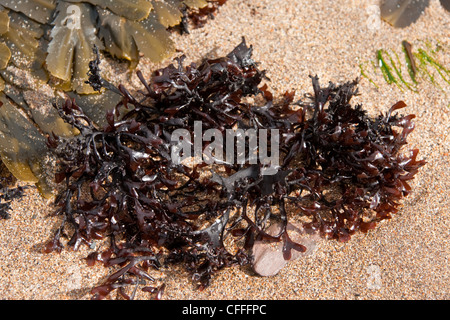 Eine Nahaufnahme von lockigen roten Algen am Sandstrand Stockfoto