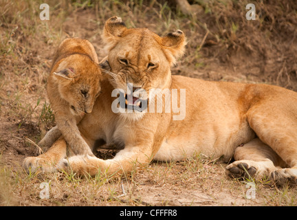 Mutter Löwe spielt mit ihr junges auf Masai Mara. Stockfoto