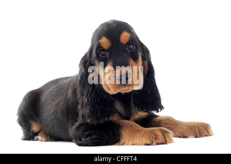 Porträt eines reinrassigen Welpen Englische Cocker in einem studio Stockfoto