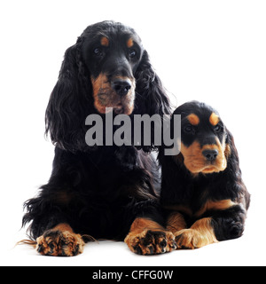 Porträt eines reinrassigen Welpen und Erwachsene Englisch Cocker in einem studio Stockfoto