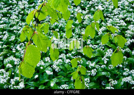 Frühling-Buche lässt vor dem Hintergrund der Bärlauch Stockfoto