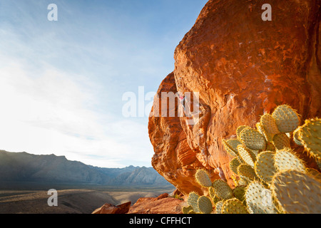 Ein Kletterer in Calico Hills, Red Rock Canyon National Conservation Area, Nevada, USA. Stockfoto