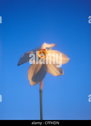 Frühling-Narzisse in das warme Licht des Sonnenuntergangs. Stockfoto