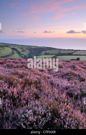 Bunte Heidekraut (Calluna Vulgaris) blüht auf Porlock, Exmoor, Großbritannien. Stockfoto