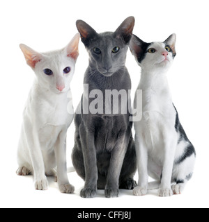 Porträt von drei orientalische Katzen vor weißem Hintergrund Stockfoto