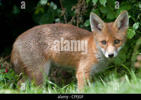 Red Fox Cub, Vulpes Vulpes Blick auf den Betrachter in Hastings Garten, Sussex, UK Stockfoto