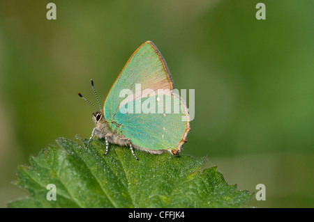 Grüner Zipfelfalter Schmetterling, Callophrys Rubi, Seite zeigen, ausgezeichnete Details, South Downs, Sussex, UK Stockfoto