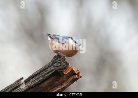 Kleiber Sitta Europaea, thront auf gebrochene Protokoll vor der Kamera, Salehurst, Sussex, UK Stockfoto