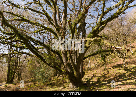 Alten Traubeneiche Pollards bei Cloutsham, East Water Valley, Exmoor Stockfoto