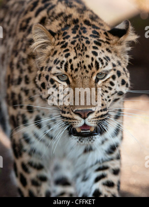 Weibliche Amur Leoparden Stockfoto