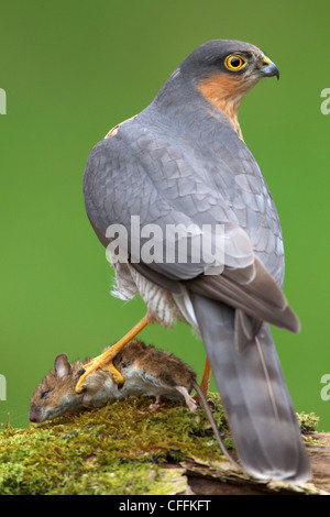 Nahaufnahme von einem männlichen Sperber (Accipiter Nisus) sitzen auf einem Toten Ast mit einer Maus in seinen Krallen Stockfoto