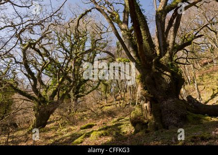 Alten Traubeneiche Pollards bei Cloutsham, East Water Valley, Exmoor Stockfoto