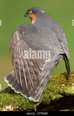 Nahaufnahme von einem männlichen Sperber (Accipiter Nisus) erstreckt sich seine Flügel auf einem Toten Ast sitzend Stockfoto