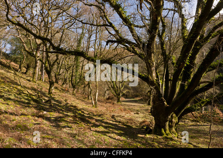 Alten Traubeneiche Pollards bei Cloutsham, East Water Valley, Exmoor Stockfoto