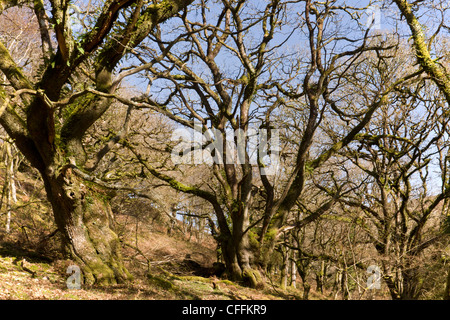 Alten Traubeneiche Pollards bei Cloutsham, East Water Valley, Exmoor Stockfoto