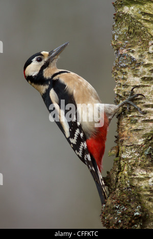 Ein männlicher Buntspecht (Dendrocopos großen) im Frühjahr Zucht Farben auf einer Silber-Birke Stockfoto
