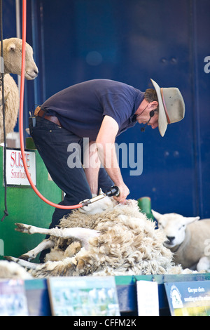 Schafschur-Demo auf der Suffolk Agricultural Show Stockfoto