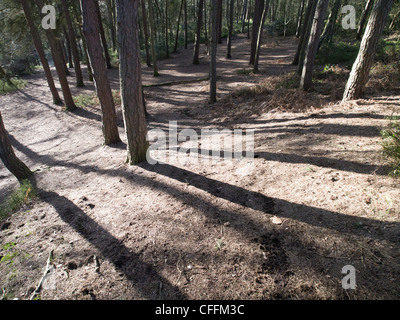 Lickey hills Country Park West midlands Stockfoto