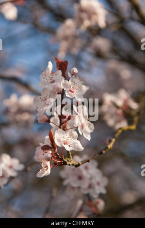 Detail der wilden Lot Kirschblüten blühen im März Beginn der Frühlingszeit Stockfoto