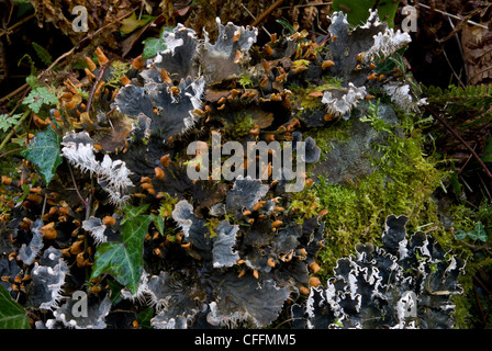 Fruchtbaren Flechten - Peltigera Horizontalis - wächst unter Moos auf der alten Mauer, Culbone, Exmoor. Stockfoto