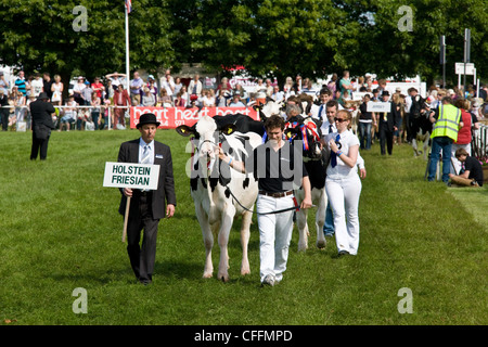 Holstein Milchkühe auf der Suffolk Agricultural Show gezeigt werden Stockfoto