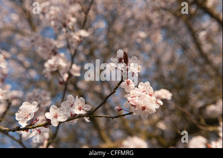 Detail der wilden Lot Kirschblüten blühen im März Beginn der Frühlingszeit Stockfoto
