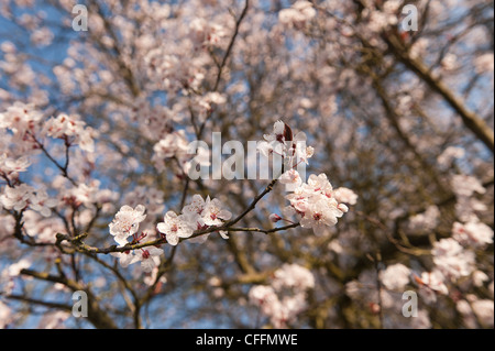 Detail der wilden Lot Kirschblüten blühen im März Beginn der Frühlingszeit Stockfoto