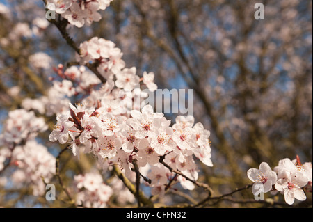 Detail der wilden Lot Kirschblüten blühen im März Beginn der Frühlingszeit Stockfoto